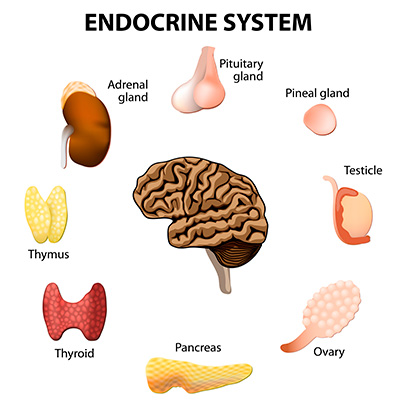 Endocrine System